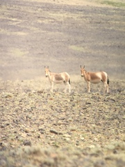 Equus hemionus hemionus