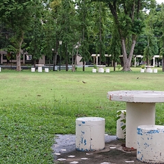 Vanellus indicus atronuchalis