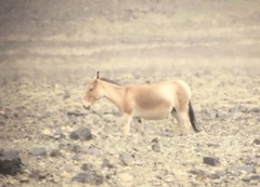 Equus hemionus hemionus