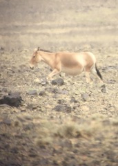 Equus hemionus hemionus