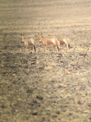 Equus hemionus hemionus