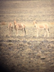 Equus hemionus hemionus