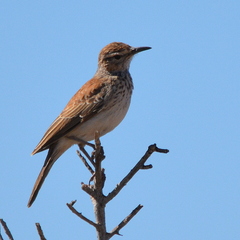 Certhilauda subcoronata