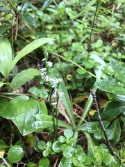 Spiranthes lacera lacera