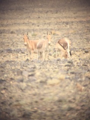 Equus hemionus hemionus