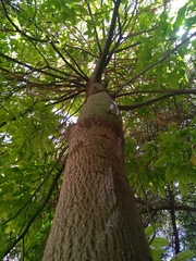 Brachychiton acerifolius