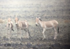 Equus hemionus hemionus