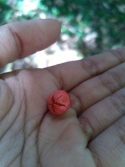 Brachychiton acerifolius