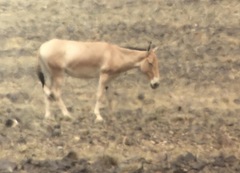 Equus hemionus hemionus