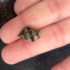 Paciocinebrina circumtexta