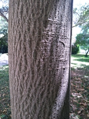 Brachychiton acerifolius
