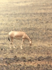 Equus hemionus hemionus
