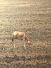 Equus hemionus hemionus