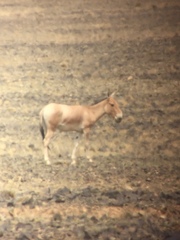 Equus hemionus hemionus