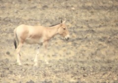 Equus hemionus hemionus