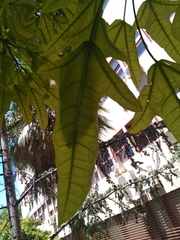 Brachychiton acerifolius