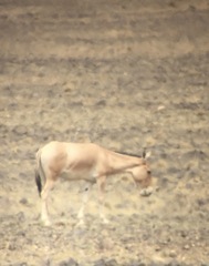 Equus hemionus hemionus