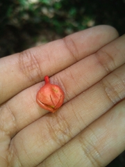 Brachychiton acerifolius