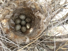 Lanius excubitor