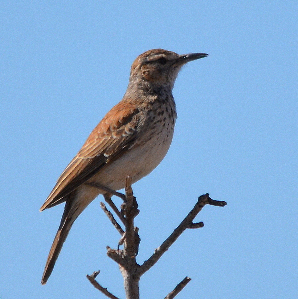 Karoo Lark photo
