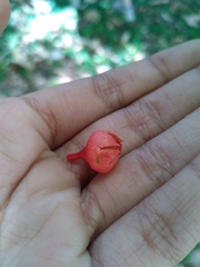 Brachychiton acerifolius