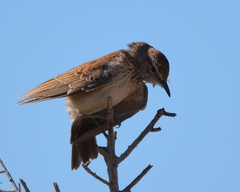 Certhilauda subcoronata