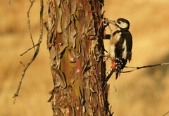 Dendrocopos major hispanus