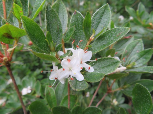Rhododendron tschonoskii, photograph 5