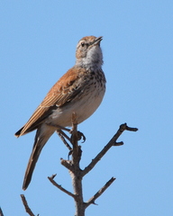Certhilauda subcoronata