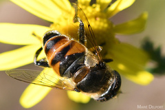 Eristalinus modestus
