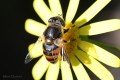 Eristalinus modestus