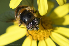 Eristalinus modestus