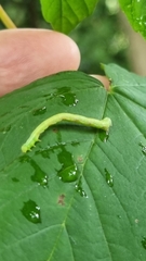 Cyclophora punctaria