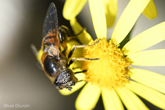 Eristalinus modestus