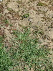 Sporobolus alopecuroides