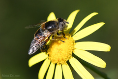 Eristalinus modestus