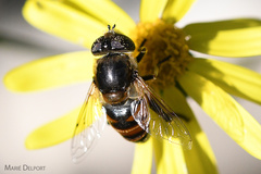 Eristalinus modestus