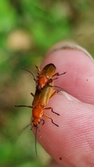 Rhagonycha fulva