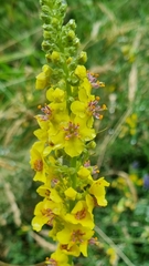Verbascum nigrum