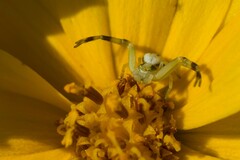 Misumena vatia