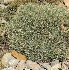 Vella spinosa