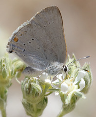 Satyrium sylvinus dryope