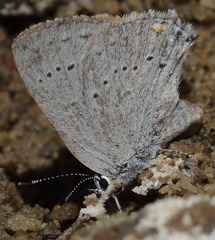 Satyrium sylvinus dryope