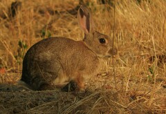 Oryctolagus cuniculus