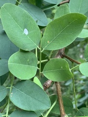 Macrosaccus robiniella