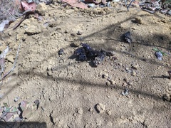 Chrysocyon brachyurus