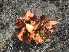 Vochysia thyrsoidea