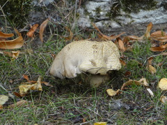 Fungi