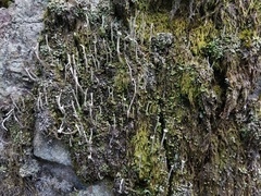 Cladonia subulata
