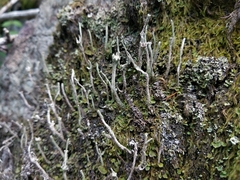 Cladonia subulata